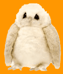 Hedwig